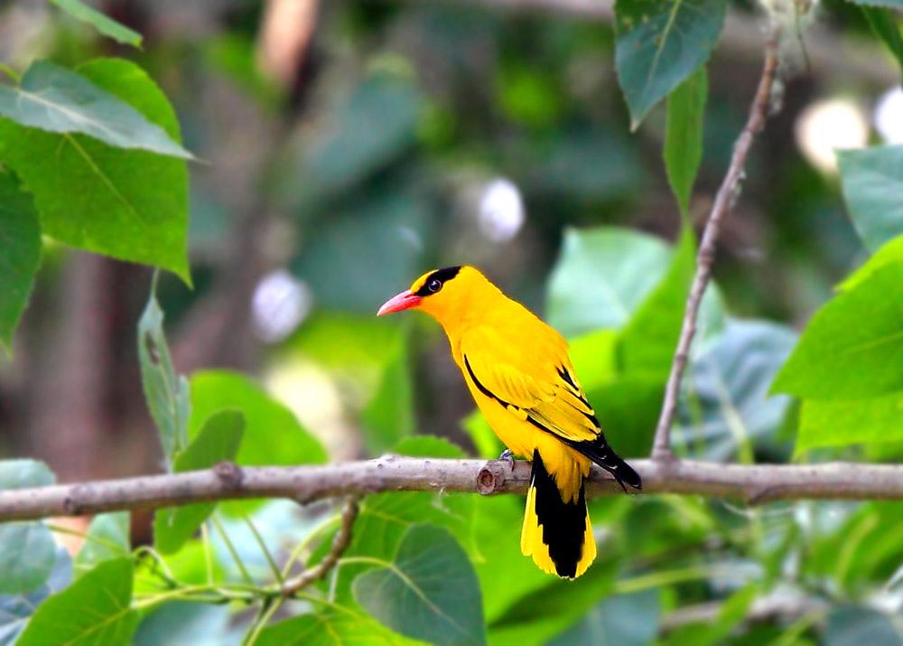 发现诗词之美:在诗词中出现最频繁的黄莺和黄鹂有什么区别?