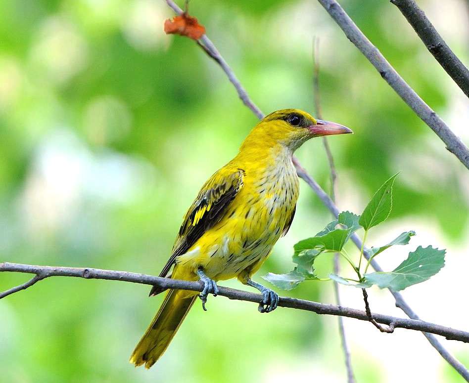 发现诗词之美:在诗词中出现最频繁的黄莺和黄鹂有什么