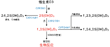 维生素d能长寿补充它的好处远不止补钙防癌