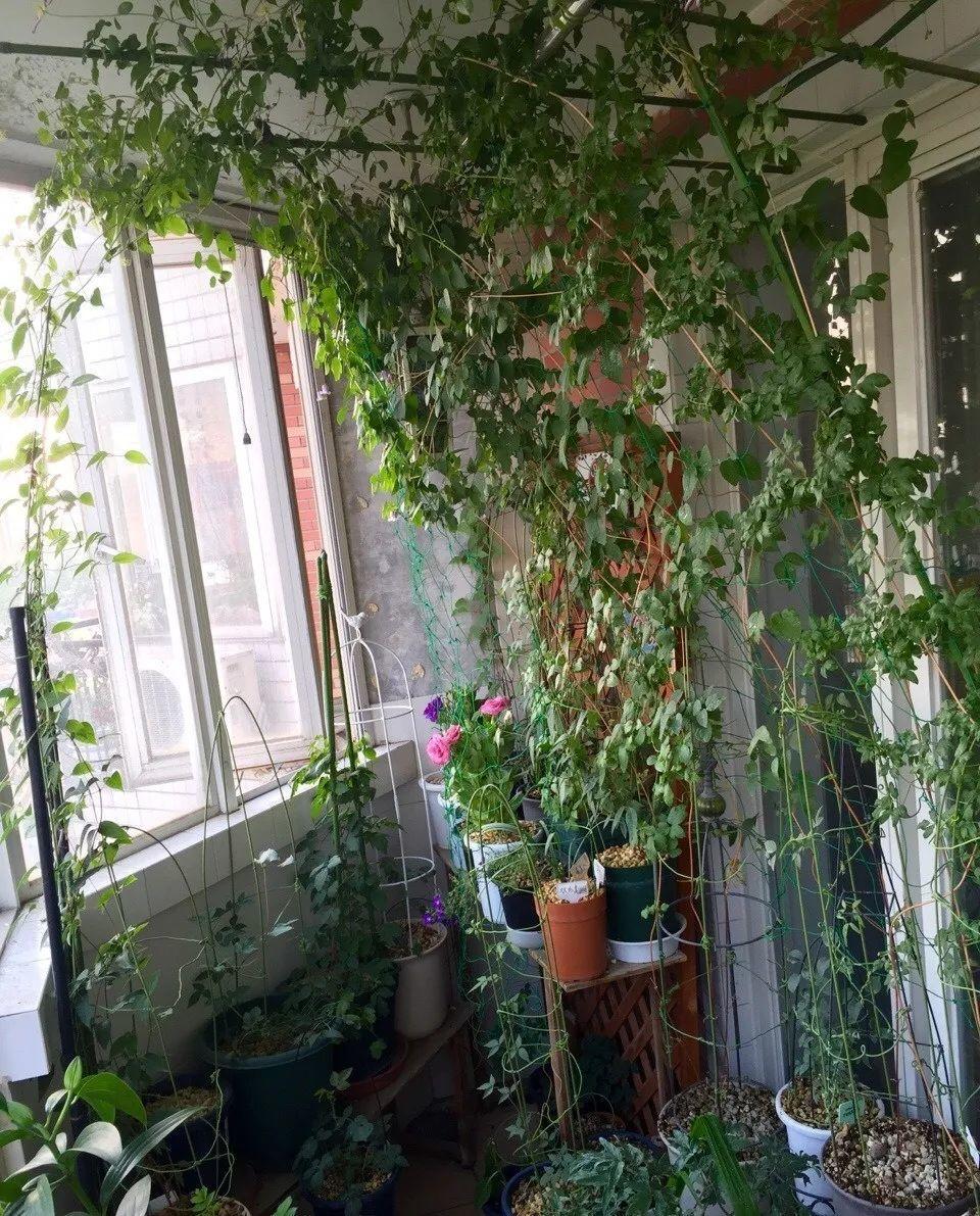 封闭阳台养花,防盗窗有大用,1平米也能变花园!