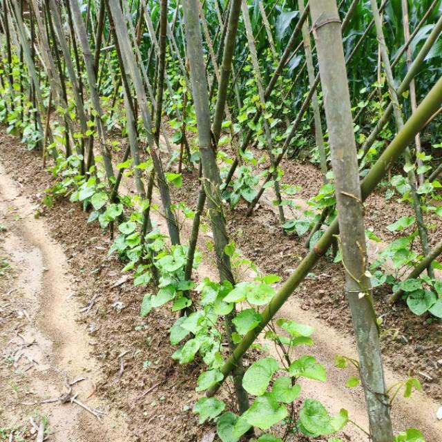 5棵甜薯配一根插杆计算,单行种植每亩需要1600根,双行种植每亩2100根.