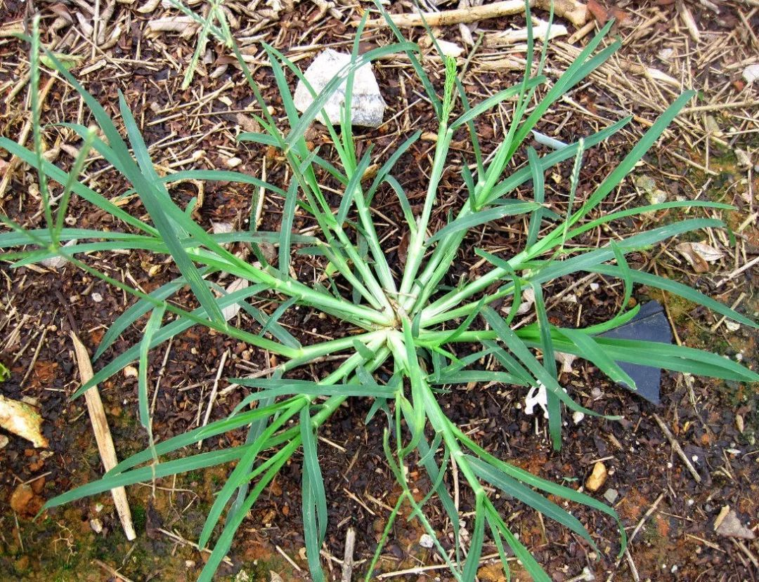 农村常见的牛筋草,拔出来扔掉太可惜,浑身是宝却少有人知