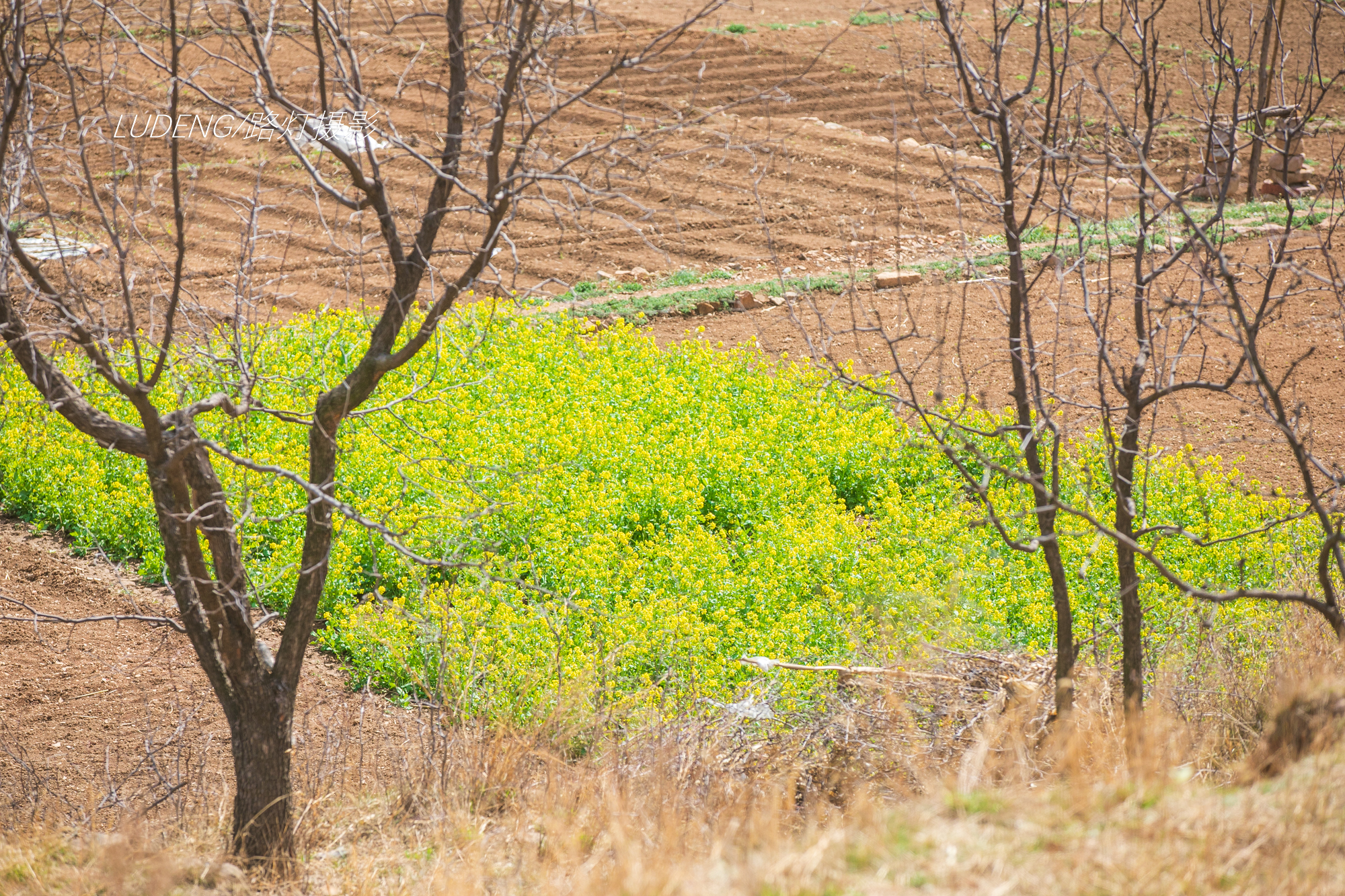 北方小山沟的春天,路边油菜花开得正好,恍惚到了江南