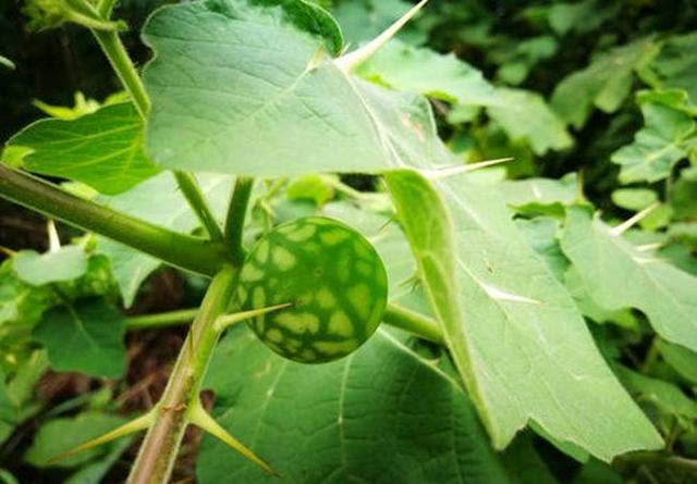 山沟沟一种带刺的野草,名叫"刺天茄",繁殖快结果子,价值高