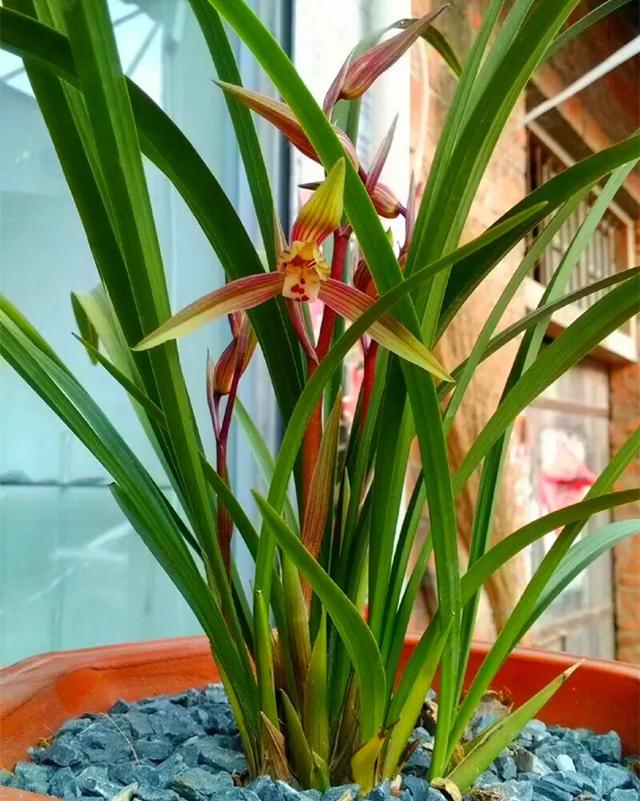 6种兰花,一开花香飘满屋,越养越值钱!