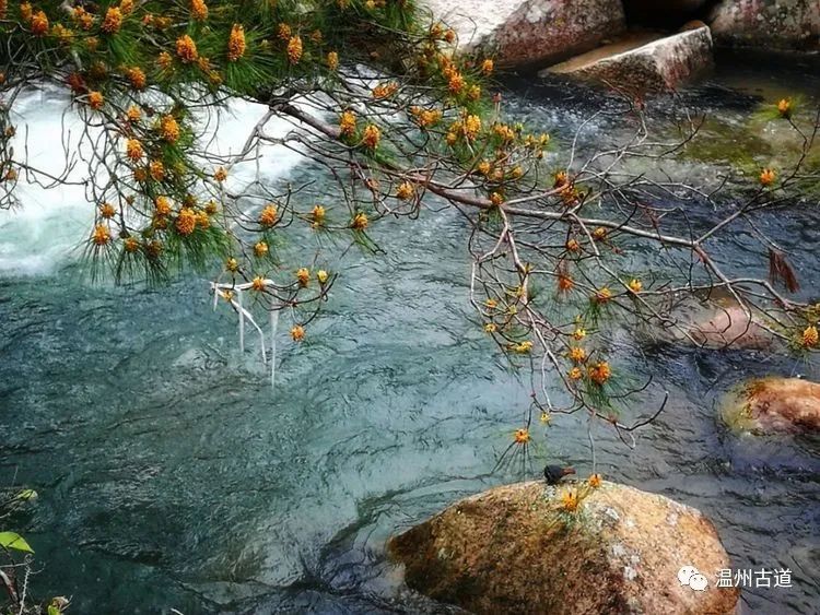 山中何事?松花酿酒,春水煎茶.