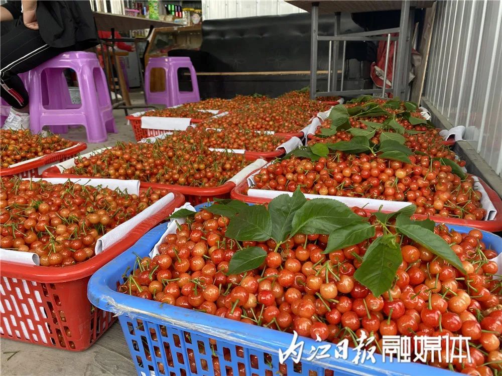 4月1日,威远县镇西镇桃李村迎来樱桃丰收季,一颗颗晶莹剔透的樱桃挂在
