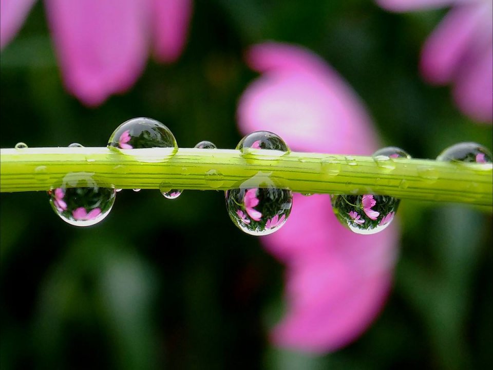 雨后昆虫身上的露珠,为画面增添一丝梦幻感.