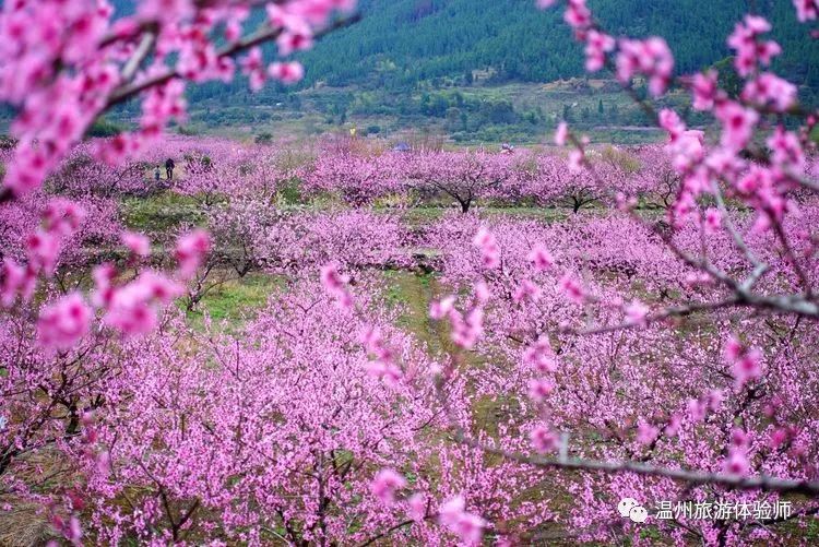 桃花流水窅然去,别有天地非人间——后岸村桃花林