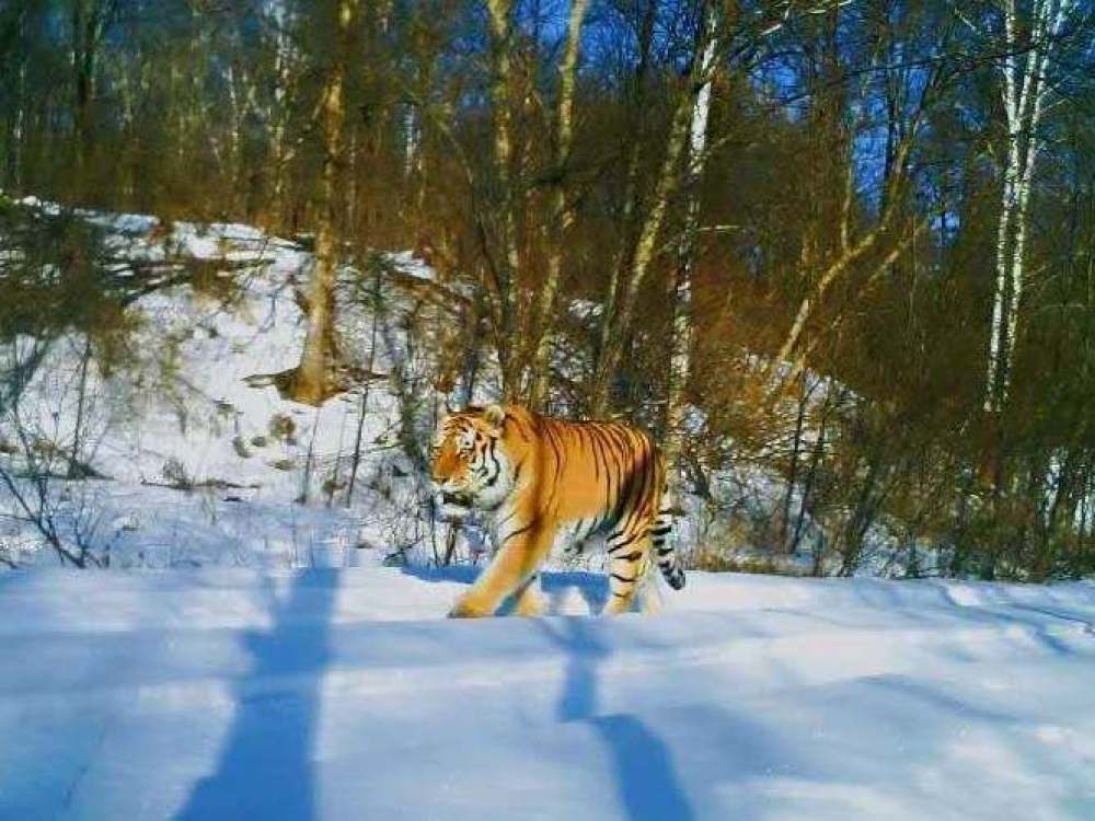黑龙江太平沟国家级自然保护区发现4只野生东北虎