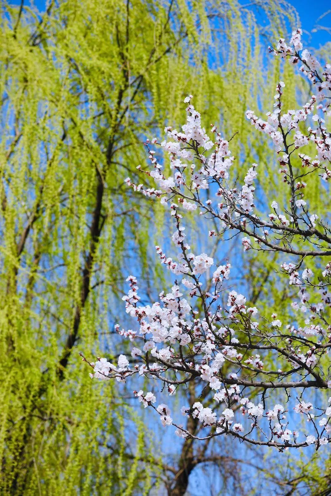 四月的长安 百花盛开 风景独好 去看看最美四月天 感受长安春天的美好