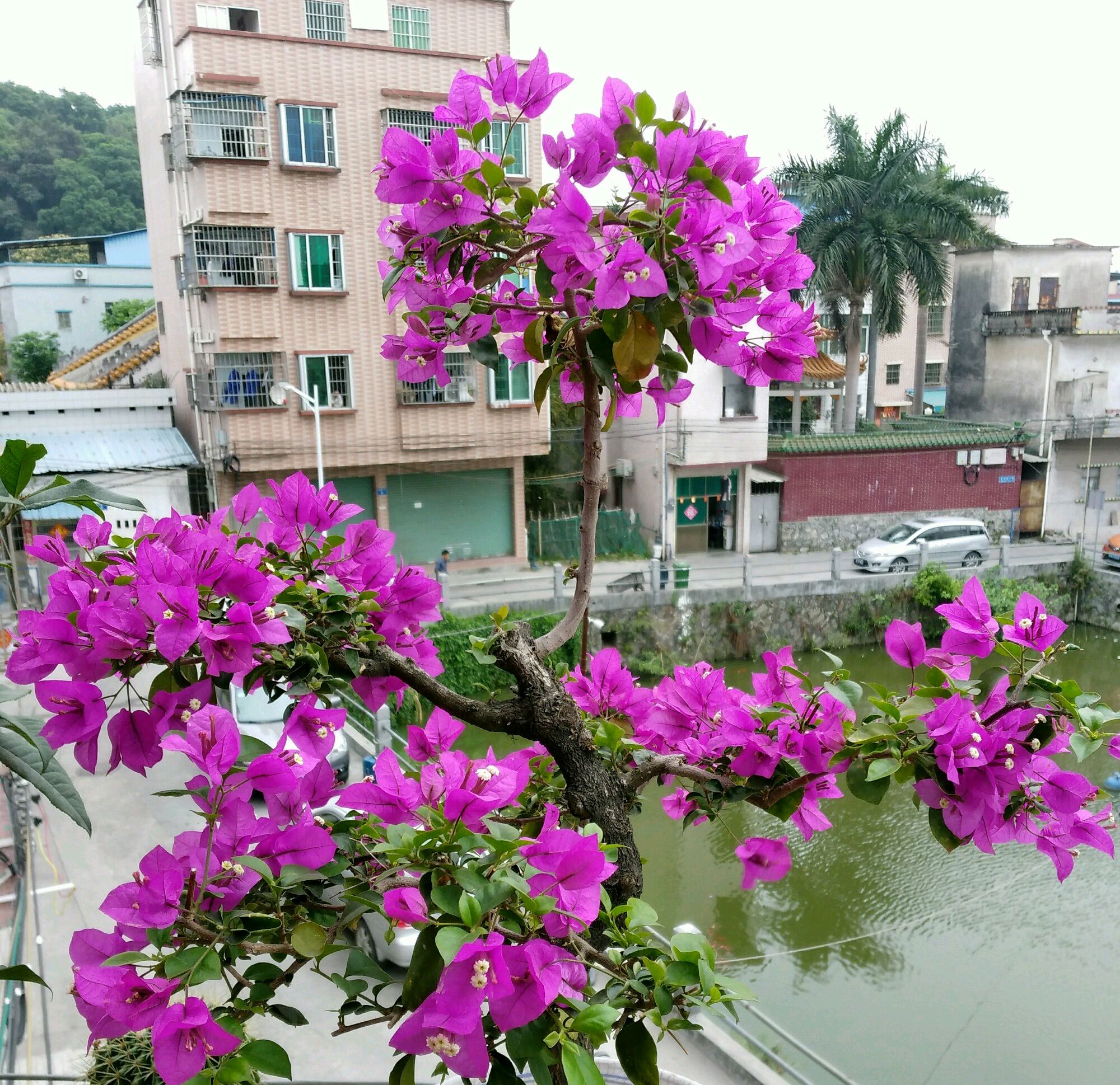 三角梅小叶紫很难开花吗?除了开挂区,就该这么养,爆花