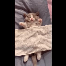 小猫咪睡着后,手舞足蹈,这是梦到了什么!