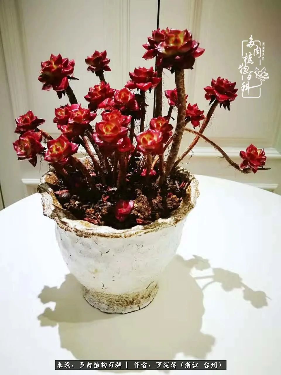 红稚莲,如婀娜多姿的红衣女子.