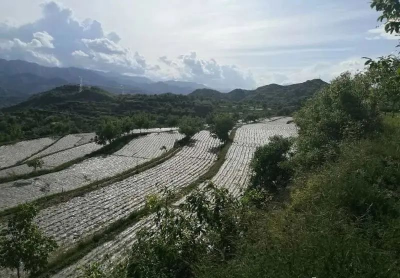 白河镇古桃村 礼县古桃种植养殖农民专业合作社 龙林镇榆坪村 礼县科