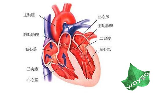 先天性心脏病常见的4种老四最要命老三最温柔