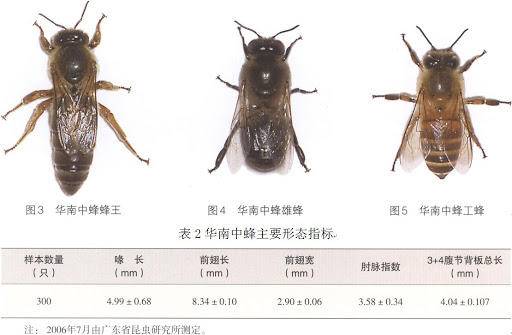 只有蜂王和雄蜂才可以交尾产生后代,工蜂则不具备繁殖能力