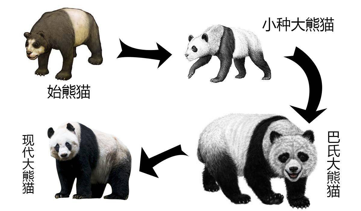 吃肉的大熊猫为什么会成为素食主义者?原因没那么简单