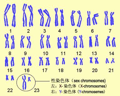 科学真正的传家宝不是财富更不是江山而是y染色体和线粒体dna