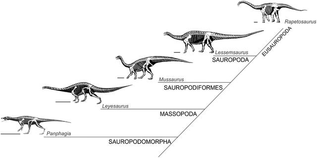 习惯两足行走的恐龙,它们被称为基干蜥脚型类恐龙;也存在一些大体型