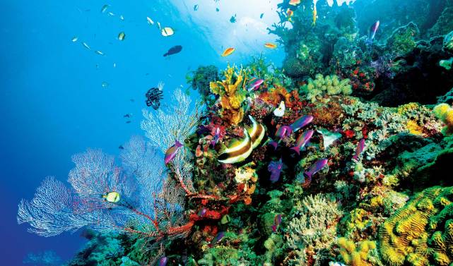 联合国建议将大堡礁从世界自然遗产降级,澳大利亚急了