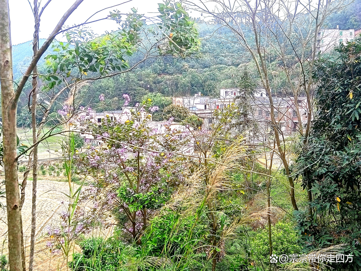 带你去看看玉林市这个山村居然有这么美的花实在有些意外