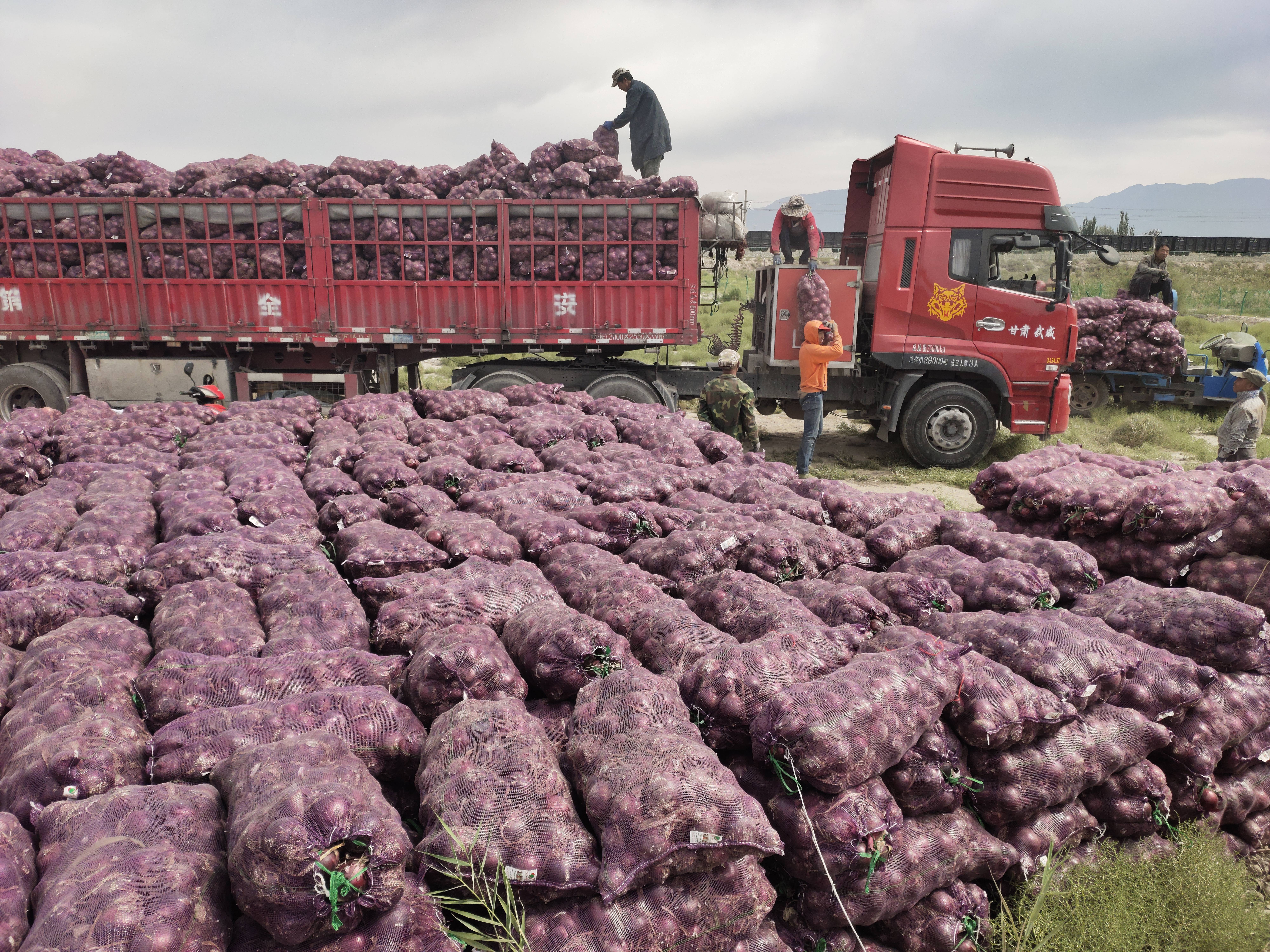 洋葱丰收群众乐 产业调整促增收