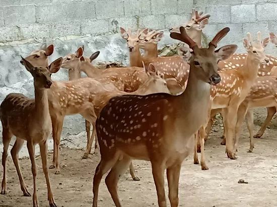 "用这种神经麻醉剂,先把它麻醉,割完鹿茸之后,再打这种叫"鹿醒宁"的