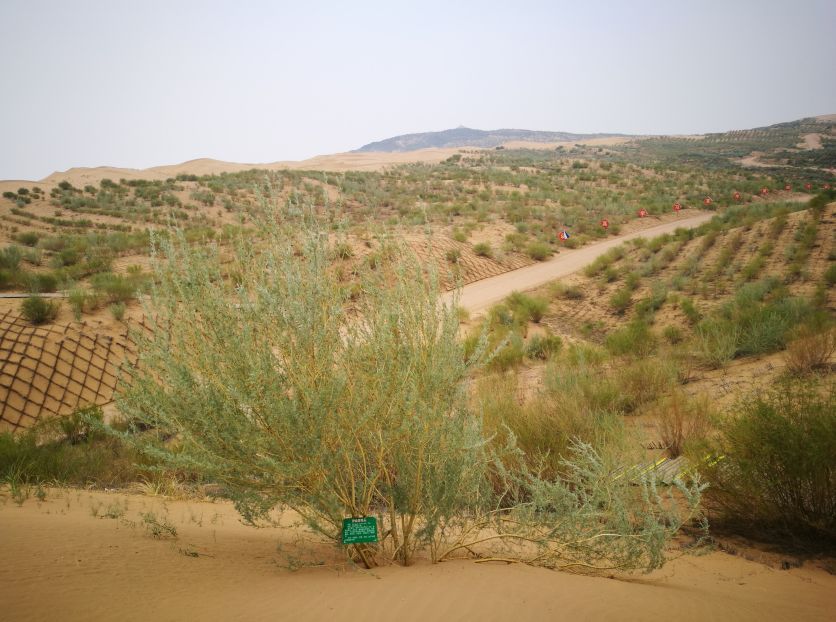 于黄沙之上这些网状沙障绵延不绝柠条,沙蒿,沙柳等植物茁壮成长网状沙