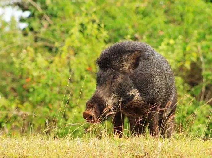 【保护秦岭】秦岭野生保护动物——野猪