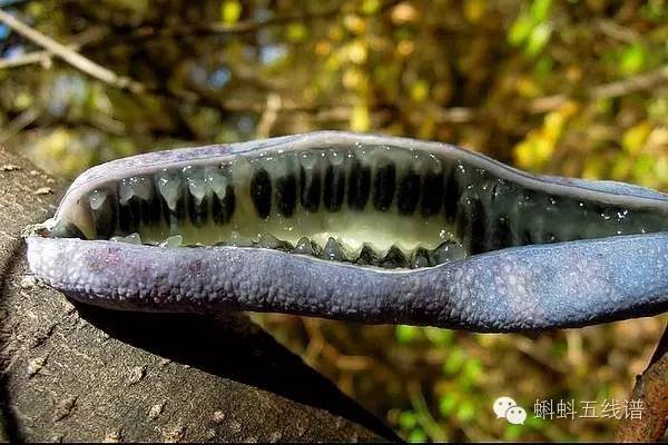 目击那条腐烂感强烈的半透明灰白果肉,这玩意简直像僵尸的两排牙齿