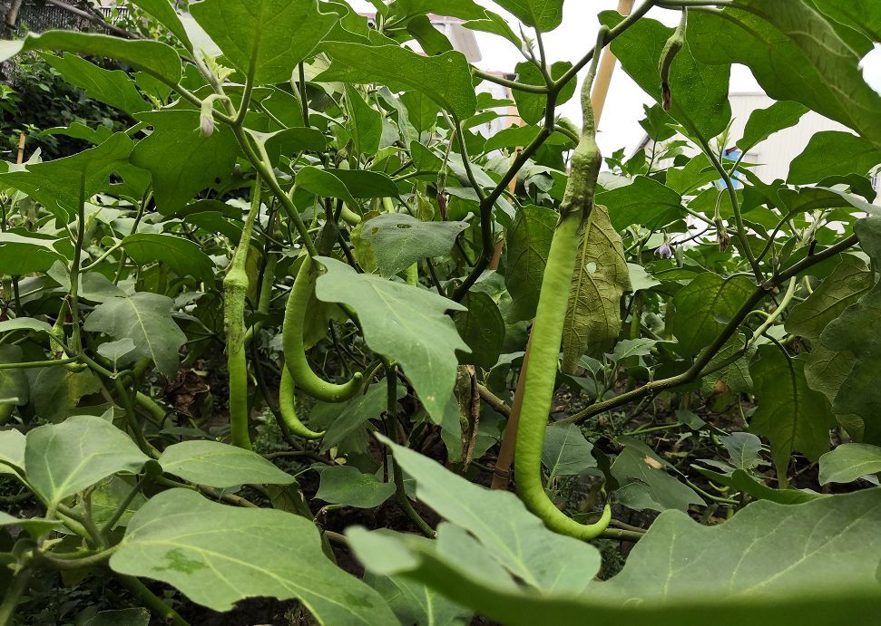 时令味鲜盐步秋茄上市1茄尝出30味