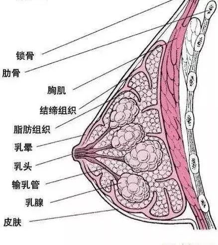 乳房的按摩 乳腺外科医生提醒,女性在经期前后出现乳房胀痛是正常的
