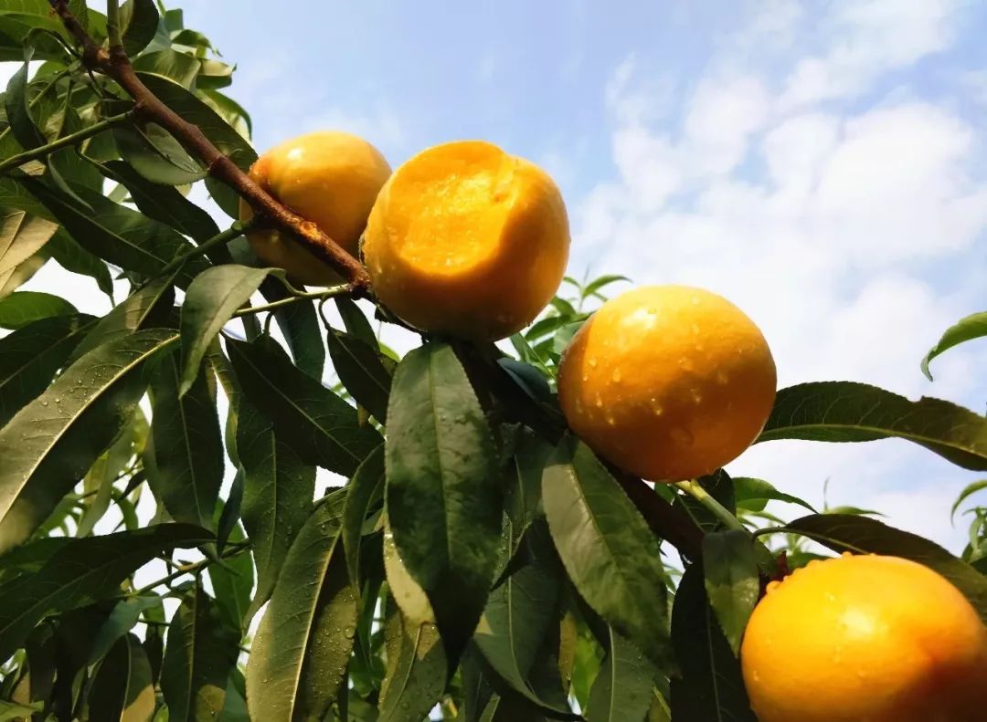 2万人好评的黄金桃熟啦!