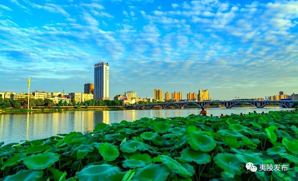 光明日报头版推介宜昌夷陵建设长江岸线绿色生态廊道