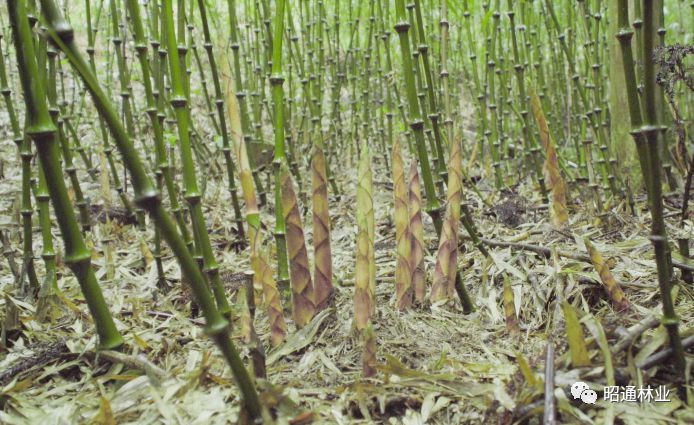 半山筇竹甲天下一颗竹笋兴乌蒙