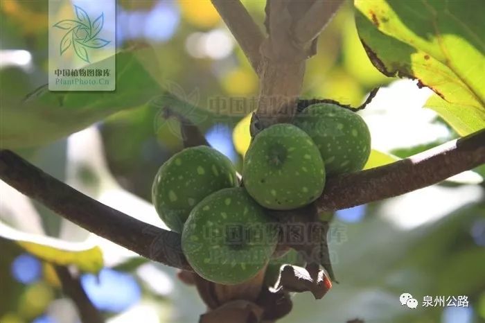 路边植物大象的耳朵