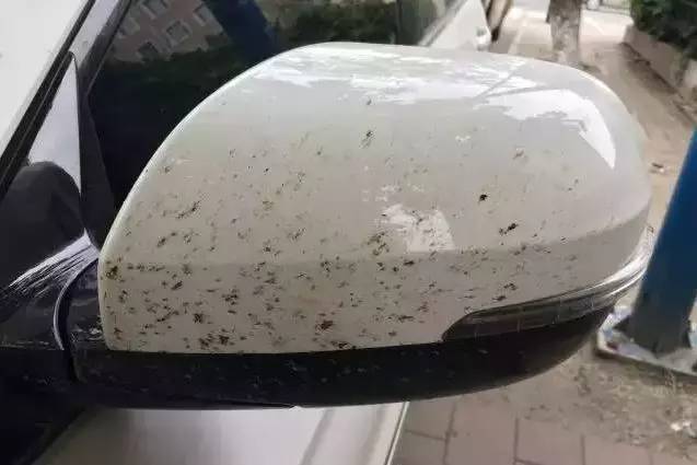 行驶的汽车 极其容易"尸横遍野" 前挡风玻璃/前杠/倒车镜上都容易中枪