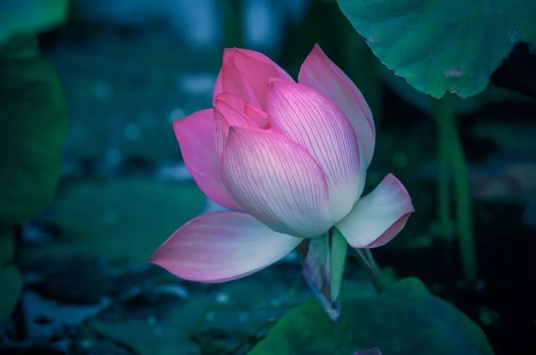 昭通龙氏家祠景区旁的荷花开了走起