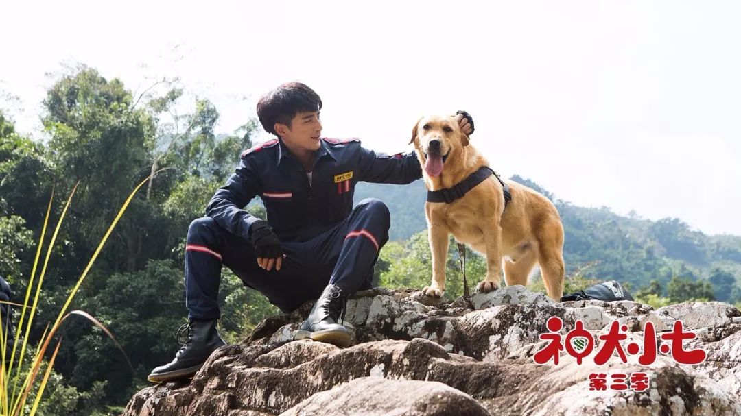 《神犬小七3》持续深入分众市场,萌力,青春与担当释放人文关怀