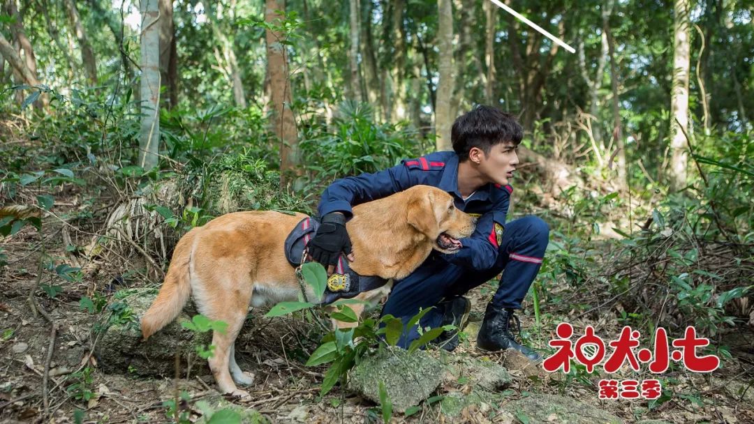 《神犬小七3》持续深入分众市场,萌力,青春与担当释放人文关怀