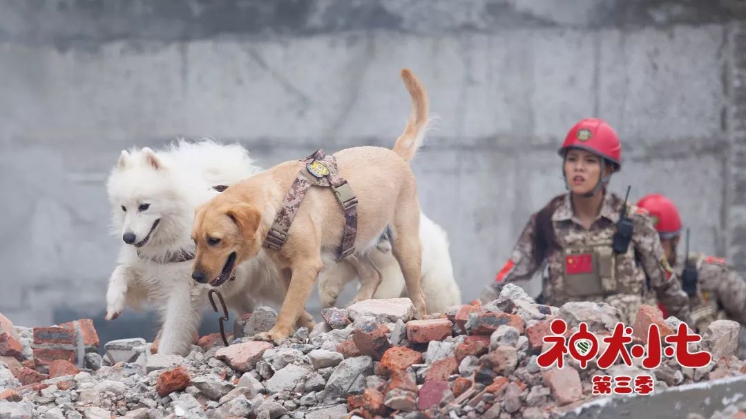 《神犬小七3》持续深入分众市场,萌力,青春与担当释放人文关怀