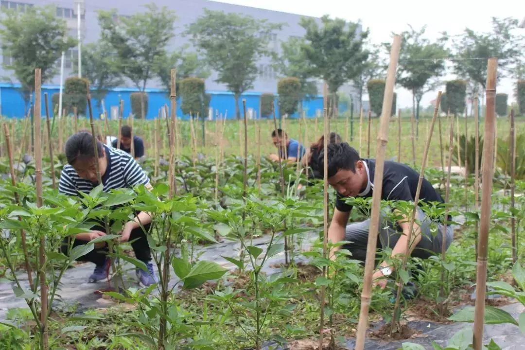 交通村的志愿者们砍取枝条 给蔬果搭好支架 施肥