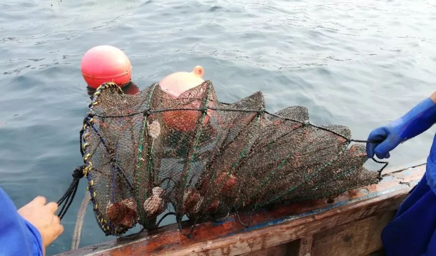 贝类浮筏养殖高温风险提醒