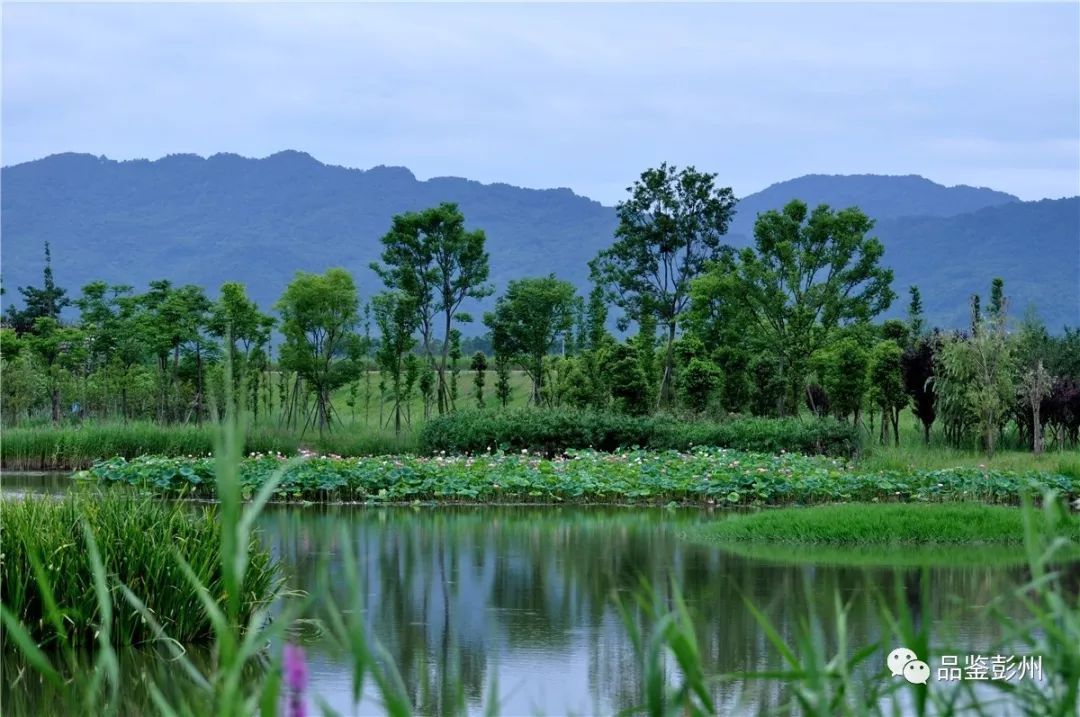 彭州南部新城湿地公园图片