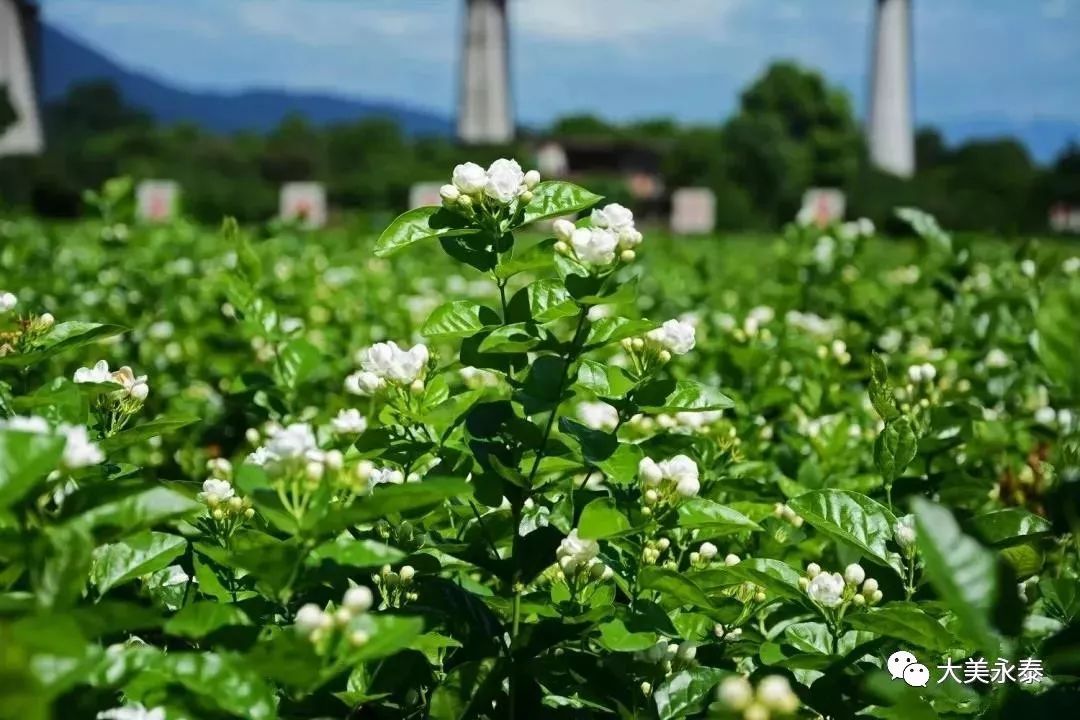好美福州这地方茉莉花开啦这周末香约在浪漫花田里区县头条