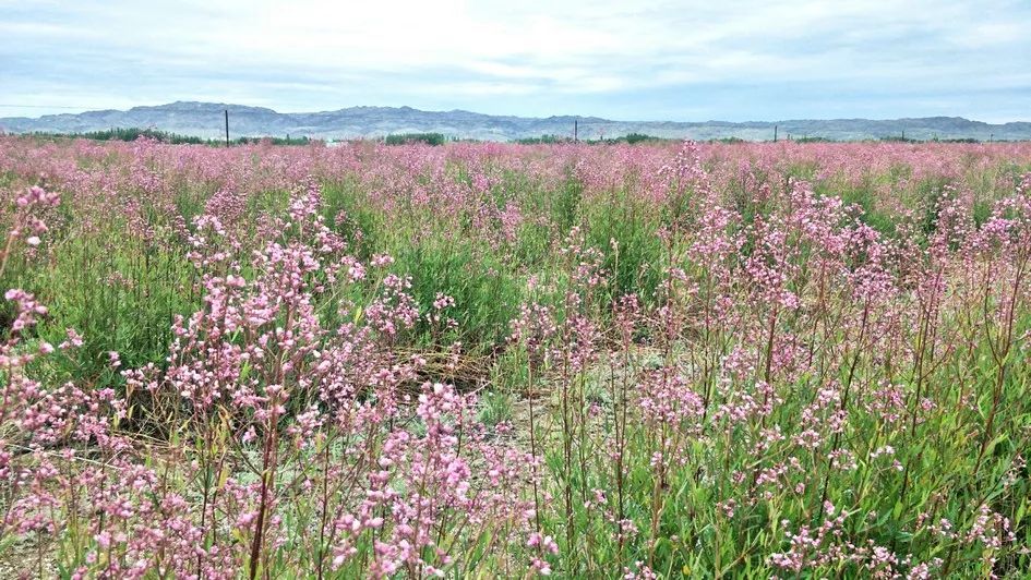 戈宝红麻让经济与生态"双赢"