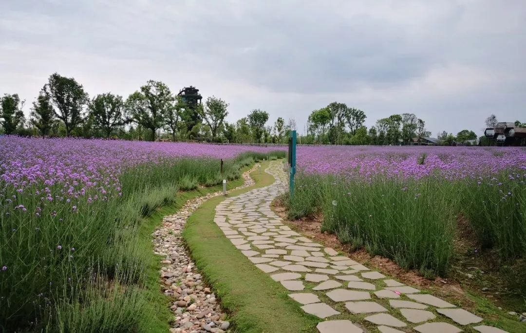 谁人都知法国有个普罗旺斯, 举世闻名的薰衣草故乡, 浮云碧空, 花开成