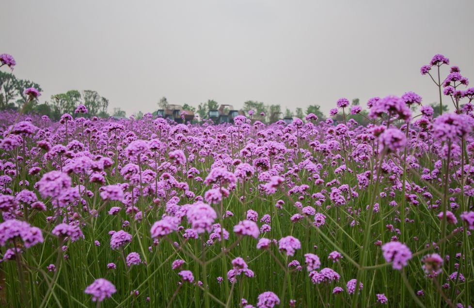浮云碧空花开成海大邑安仁熏衣草世界差你一张明信片