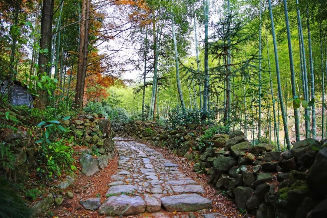 余杭最长森林古道曝光美翻了的8980米